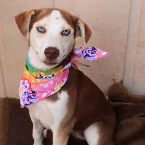 SALLY - Husky available for adoption