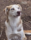 adoptable Dog in , WA named Sally