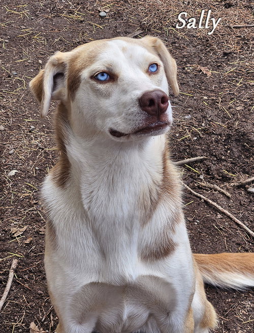 SALLY - Husky available for adoption