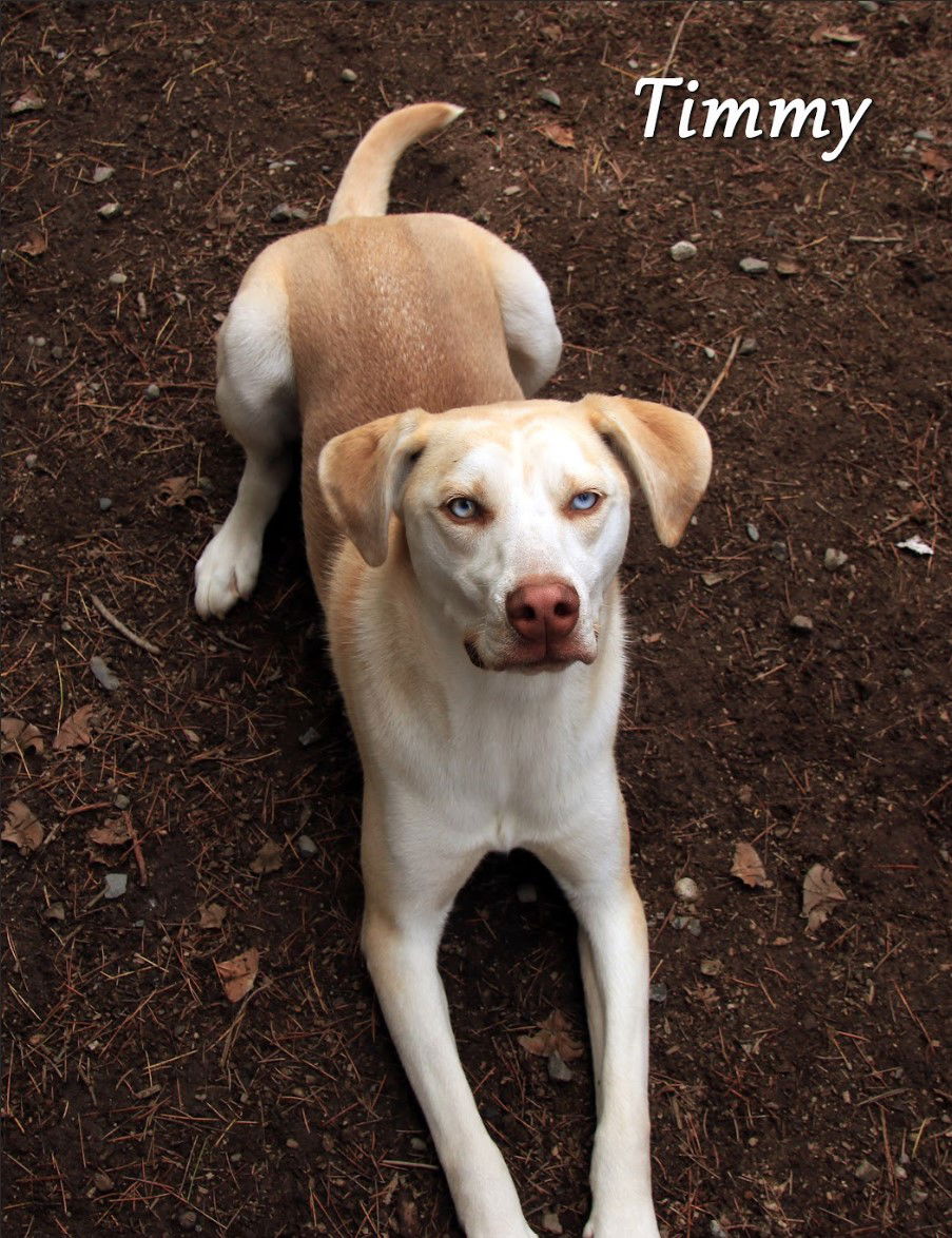 adoptable Dog in Sequim, WA named Timmy