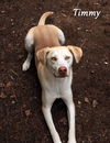 adoptable Dog in  named Timmy