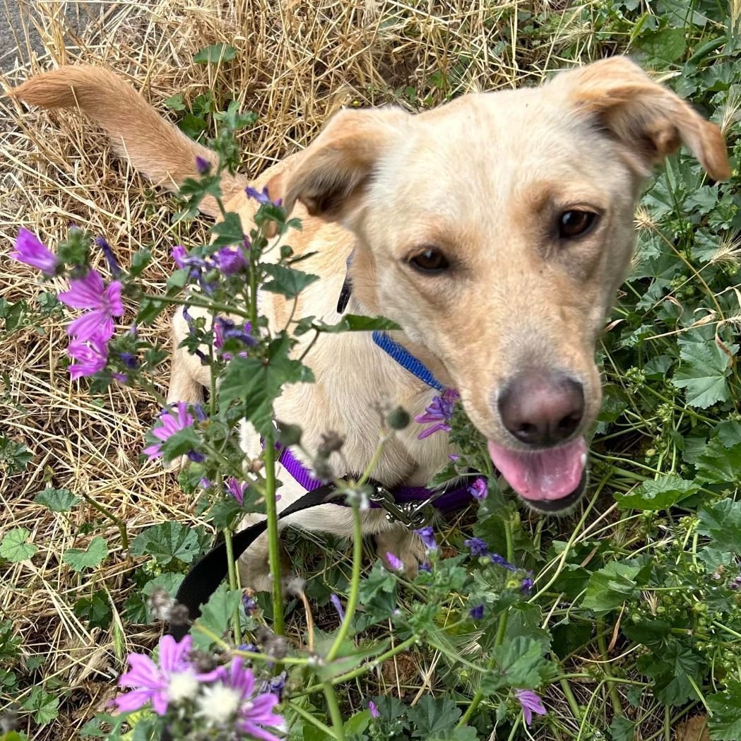 adoptable Dog in Sequim, WA named Penny