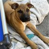 adoptable Dog in sequim, WA named BeeBop