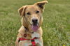 adoptable Dog in Sequim, WA named Simba