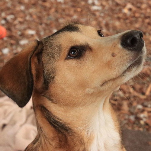 TIKKA - Husky / Shepherd available for adoption