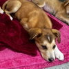 Tikka - Photo 3
