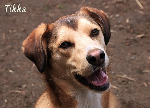 TIKKA - Husky / Shepherd available for adoption