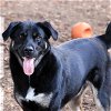 adoptable Dog in sequim, WA named Lilly