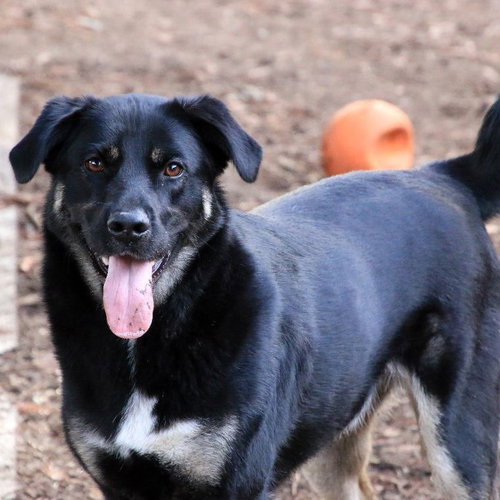 LILLY - German Shepherd Dog / Australian Shepherd available for adoption