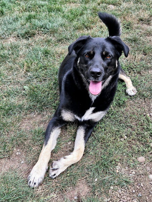 LILLY - German Shepherd Dog / Australian Shepherd available for adoption