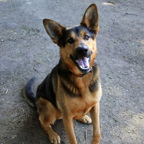 DEXTER - German Shepherd Dog / Black Labrador Retriever available for adoption