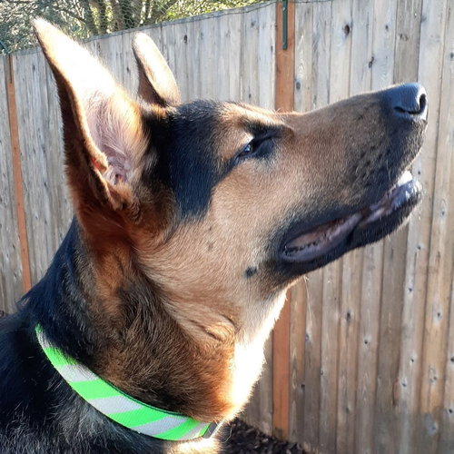 DEXTER - German Shepherd Dog / Black Labrador Retriever available for adoption