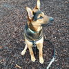 Dexter - Photo 3