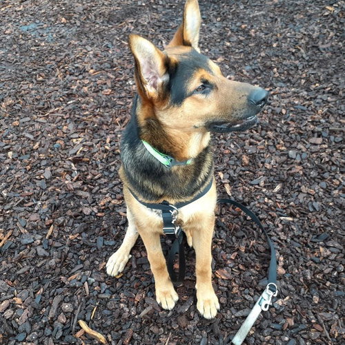 Dexter photo 3