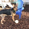 Dexter - Photo 4