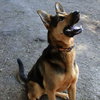 Dexter - Photo 5