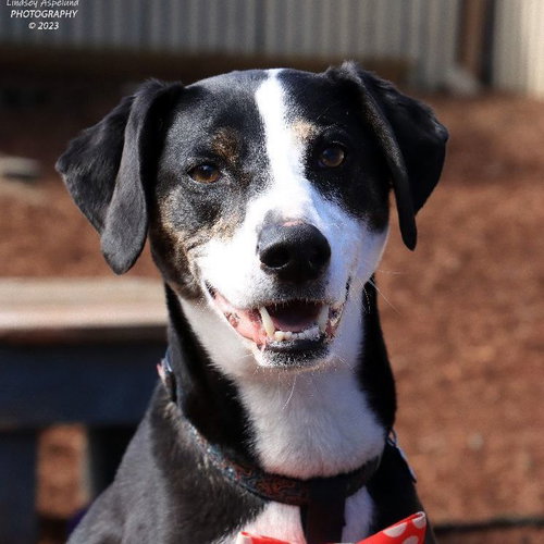 ANDY - Whippet / Border Collie available for adoption