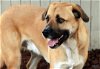 adoptable Dog in sequim, WA named Buck