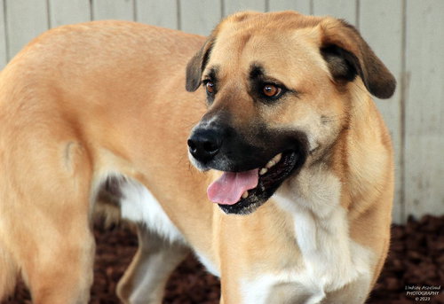 BUCK - Shepherd / Anatolian Shepherd available for adoption