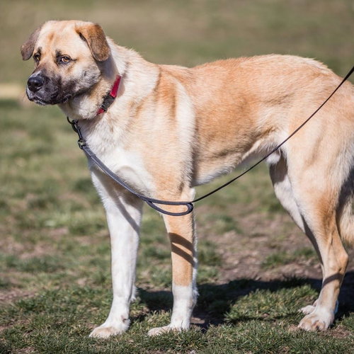 BUCK - Shepherd / Anatolian Shepherd available for adoption