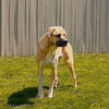 Buck - Photo 3