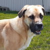 Buck - Photo 4
