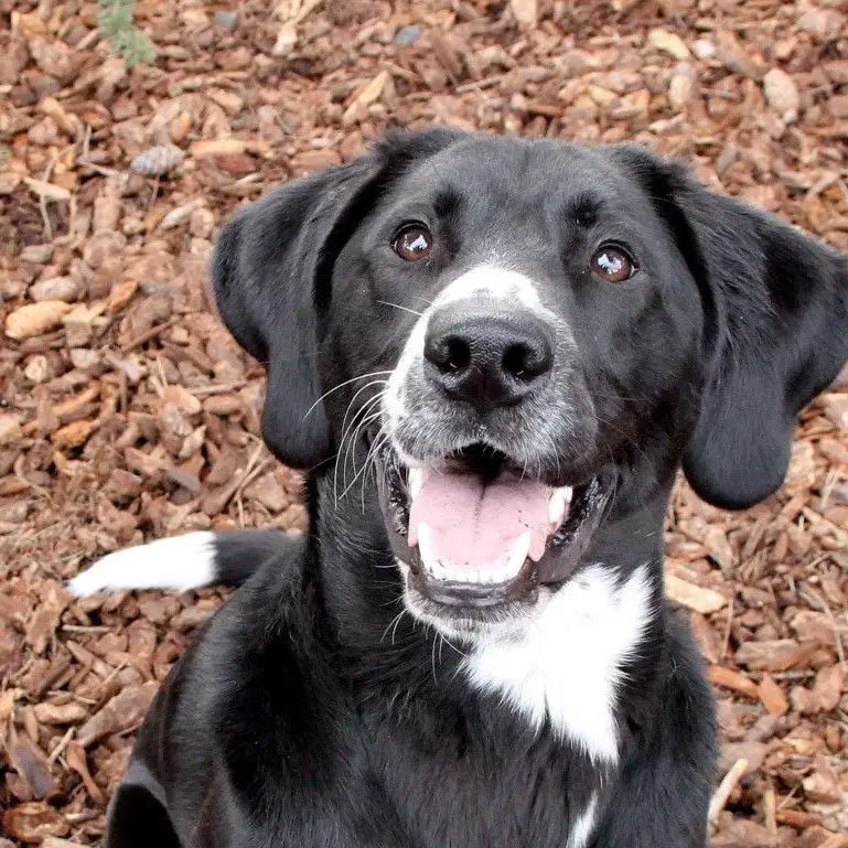 Franco - Plott Hound