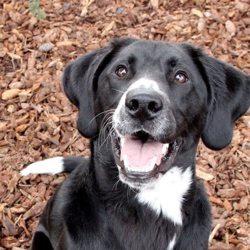 FRANCO - Plott Hound / Black Labrador Retriever available for adoption