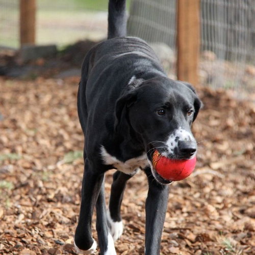 FRANCO - Plott Hound / Black Labrador Retriever available for adoption