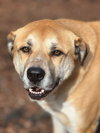 Gracie - Photo 1