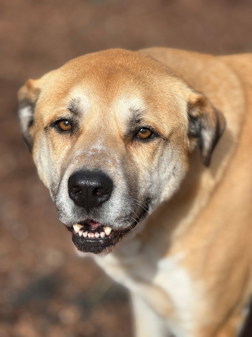 Gracie, an adoptable Shepherd in Sequim, WA