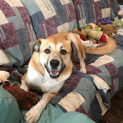 GRACIE - Shepherd / Anatolian Shepherd available for adoption