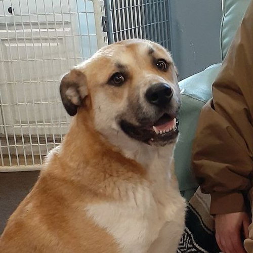 GRACIE - Shepherd / Anatolian Shepherd available for adoption