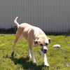 Gracie - Photo 4