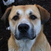 Gracie - Photo 5