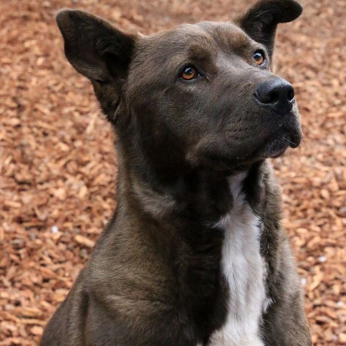 TRAC - Cattle Dog / Pit Bull Terrier available for adoption