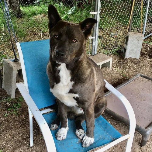 TRAC - Cattle Dog / Pit Bull Terrier available for adoption