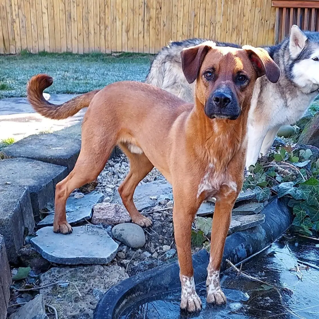 Simon - Labrador Retriever