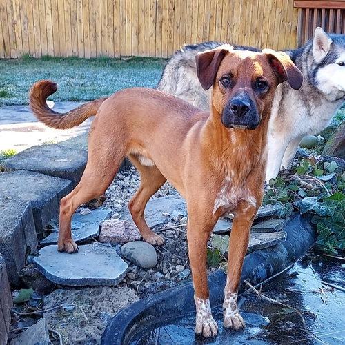 SIMON - Labrador Retriever / Cattle Dog available for adoption
