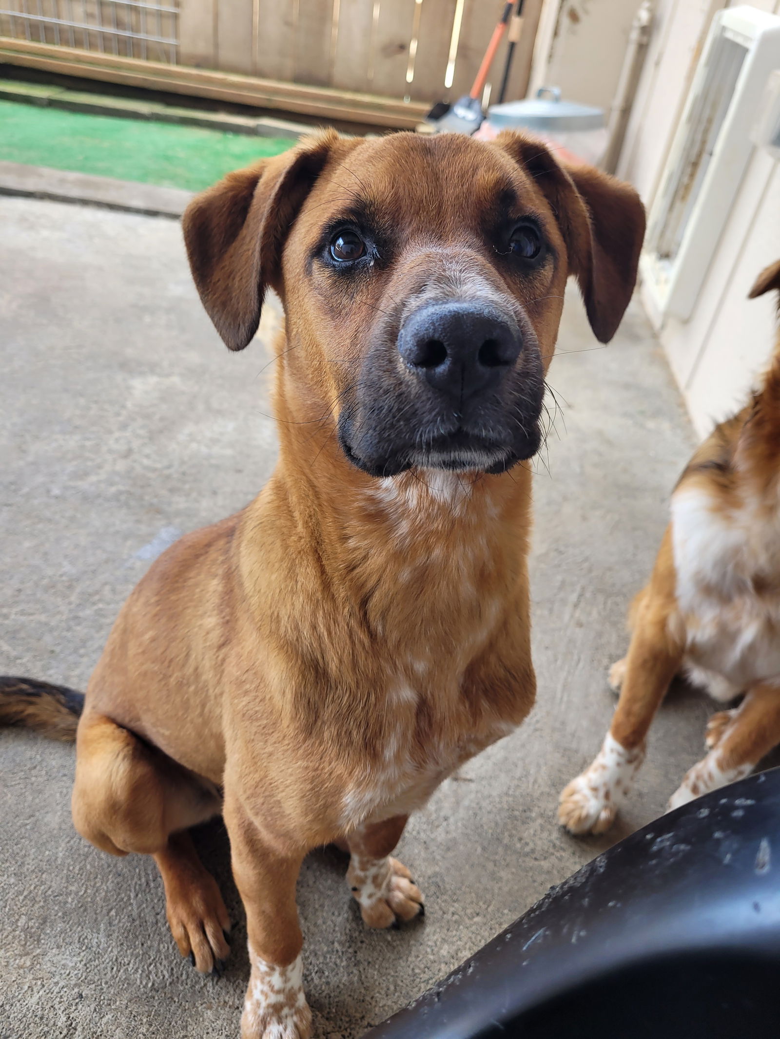 adoptable Dog in Sequim, WA named Simon