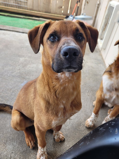 SIMON - Labrador Retriever / Cattle Dog available for adoption