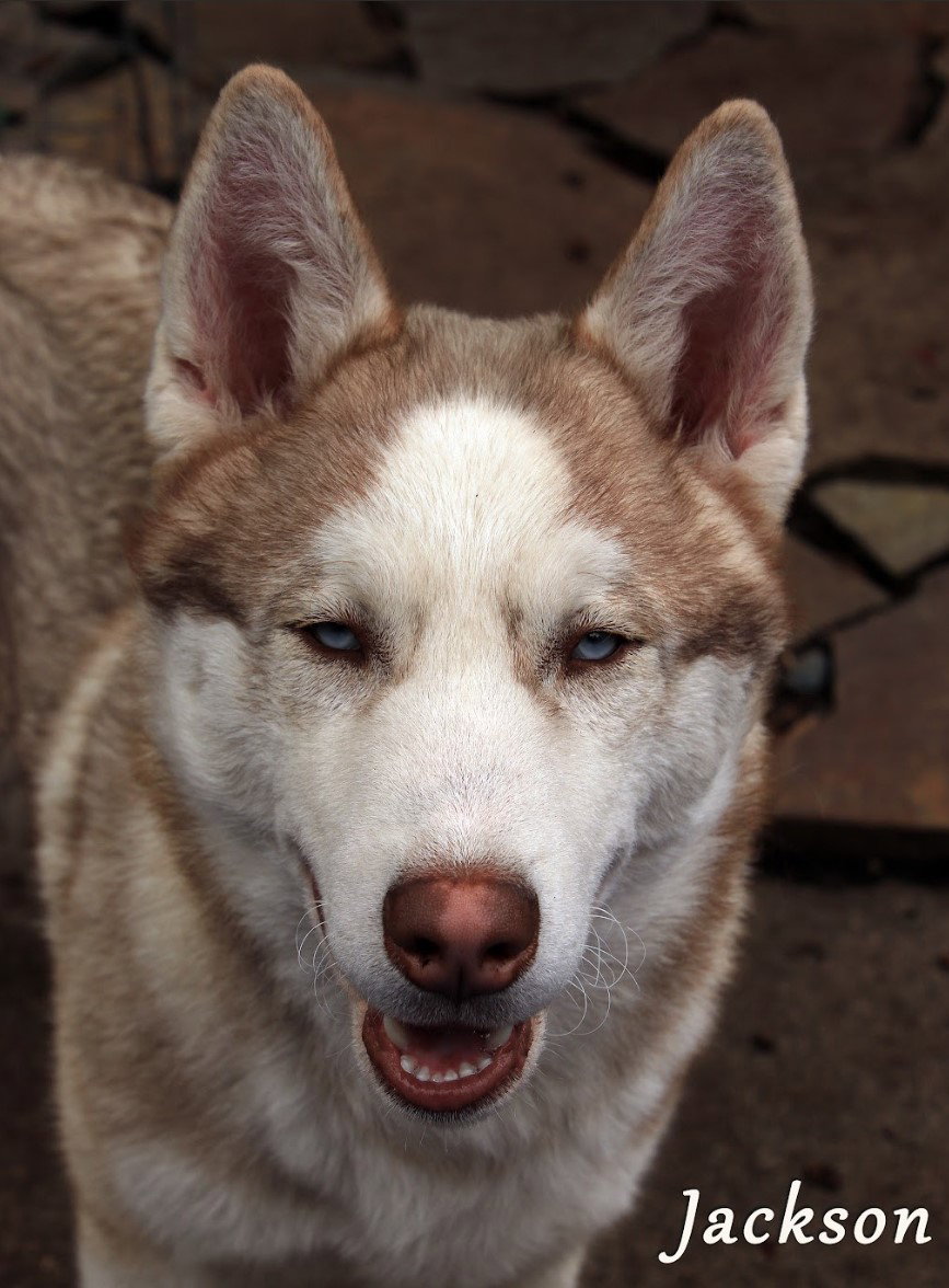 Dog for Adoption Jackson, a Husky in Port Townsend, WA Alpha Paw