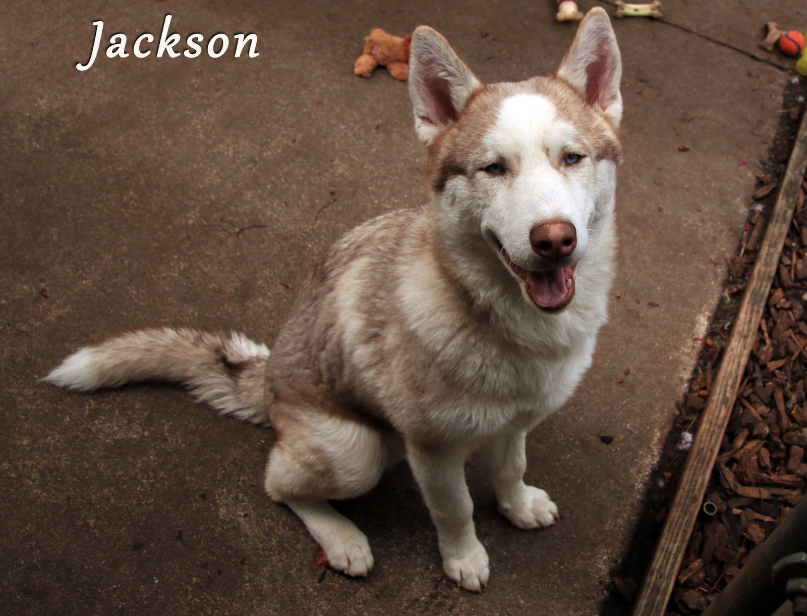 Dog for Adoption Jackson, a Husky in Picnic Point North Lynnwood, WA