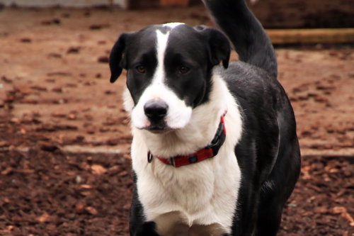 SKIPPY - Husky / Boxer available for adoption