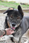 adoptable Dog in  named Lucy