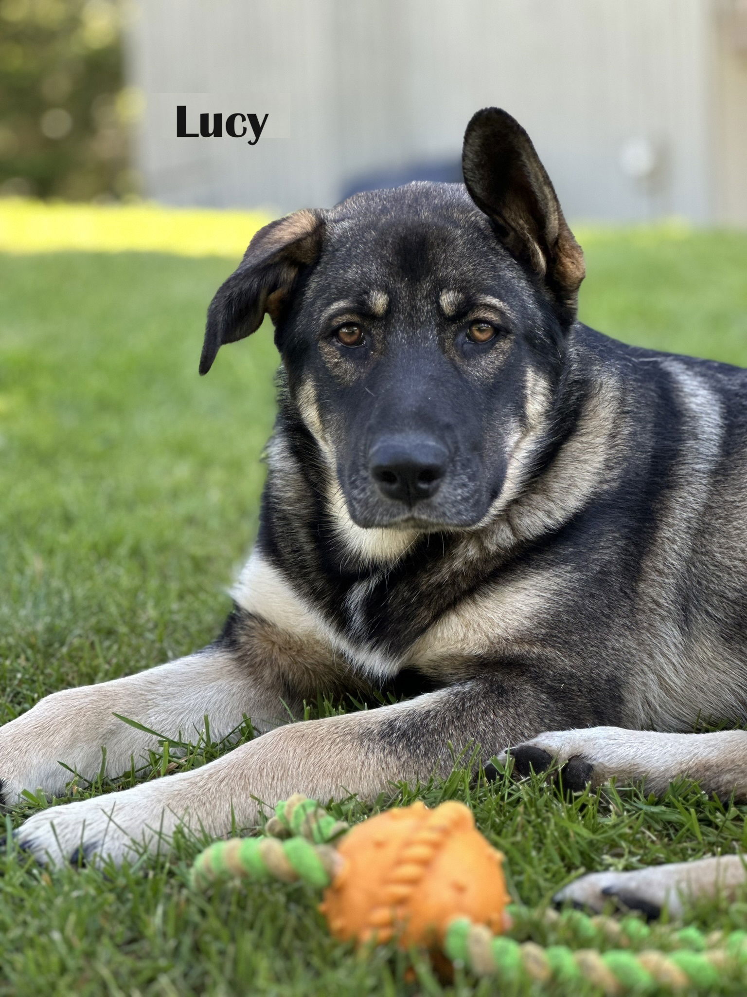 adoptable Dog in Sequim, WA named Lucy