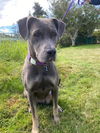 adoptable Dog in , WA named Amelia