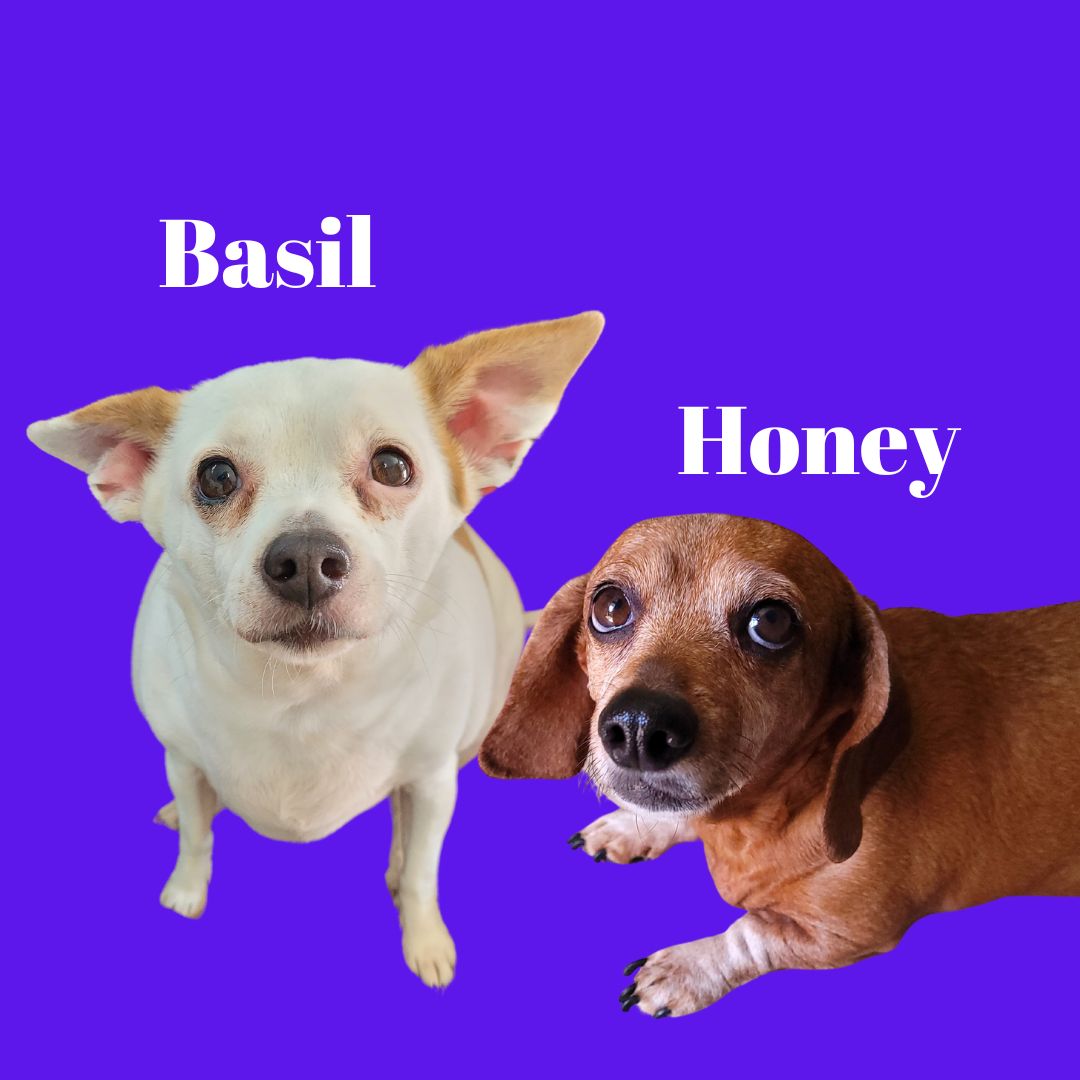 adoptable Dog in Sequim, WA named Bonded: Honey and Basil