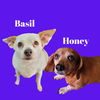 adoptable Dog in  named Bonded: Honey and Basil