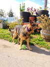 Brody - Photo 3